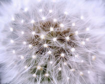 Dandelion, Pusteblume von Martina Ebel