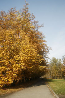 Path in autumn by Maciej Frolow