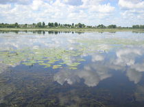 Water-lilies by Tatiana Popovichenko