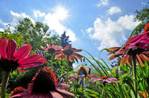 Echinacea by Jens Uhlenbusch