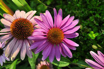 Echinacea by Jens Uhlenbusch