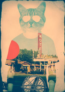 The Cat von Ali GULEC