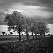 Walsham Le Willows, Suffolk, 2009 von Paul Cooklin