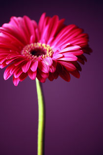 Gerbera Poster 2011 3 by Falko Follert