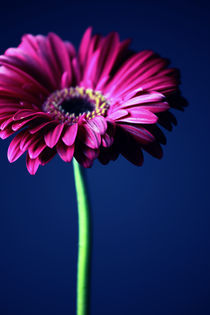 Gerbera Poster 2011 4 by Falko Follert