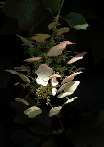 Blüten vor dunklem Hintergrund von Dieter Lange