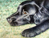 Flat Coated Retriever von Nicole Zeug