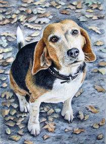 Beagle Eyes von Nicole Zeug