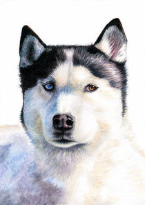 Husky Blue von Nicole Zeug