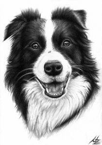 Border Collie Portrait von Nicole Zeug