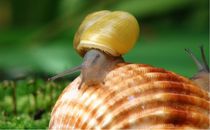 Schnecke und Sandmuschel von theresa-digitalkunst