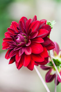 Red Dahlia von Michael Krause