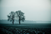 Cold Tree von Michael Krause