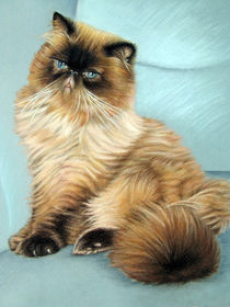Persian Cat - Perserkatze by Nicole Zeug