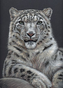 Snow Leopard - Schneeleopard by Nicole Zeug