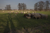 Schafe auf der Wiese by Miloslava Habermehl