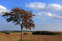 Eberesche in Sommerlandschaft by Wolfgang Dufner