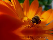 Chester Forest  Bee by Panda Broad