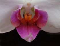 Orchideenherz von theresa-digitalkunst