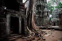 Ta Prohm Temple II von David Pinzer