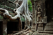 Ta Prohm Temple by David Pinzer