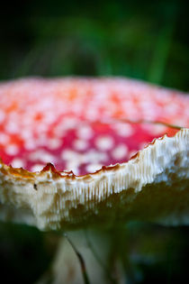 Amanita Muscaria von Amos Edana