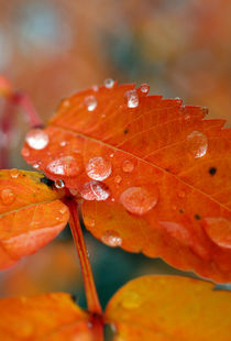 Raindrops and Orange von Amos Edana