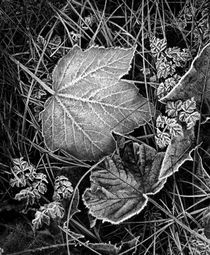 Frozen Leaves by Amos Edana