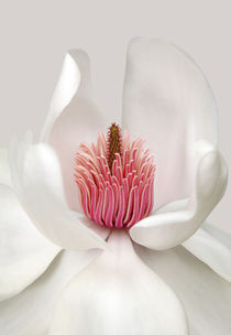 Magnolia von Brian Haslam