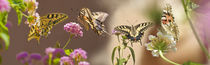 Butterflies in My Spanish Garden von pahit