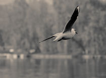 Seagull by Georgian Constantin