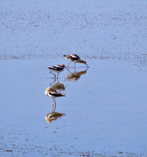 Avocets in Great Salt Lake by Louise Heusinkveld