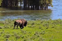 Buffalo in Yellowstone by Louise Heusinkveld
