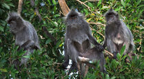 Silvery lutungs in a tree  by Louise Heusinkveld