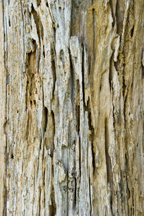 Tree Background von netphotographer