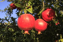 Pomegranate tree  von Hanan Isachar