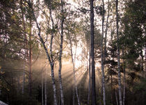 Light through the trees