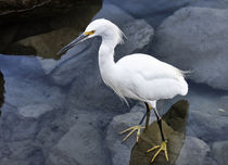 Just Wading Around - Snowy Egret (Egretta thula) by Eye in Hand Gallery