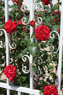 Red Roses and White Railings von Louise Heusinkveld