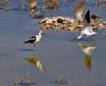 American Avocets by Louise Heusinkveld