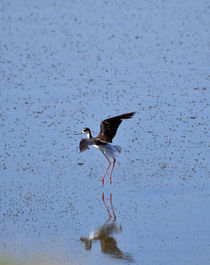 Black-necked Stilt von Louise Heusinkveld