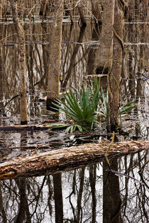 A Small Patch of Green in the Winter Swamp by Louise Heusinkveld