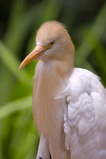 Cattle Egret von Louise Heusinkveld