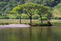 Trees on the Lake Shore in England's Lake District von Louise Heusinkveld