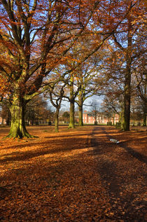 Woodland Walk in Fall by Louise Heusinkveld