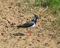 Northern Lapwing von Louise Heusinkveld