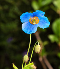 Nodding Blue Flower by Louise Heusinkveld