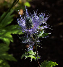 Sunlit bloom of Alpine Sea Holly von Louise Heusinkveld