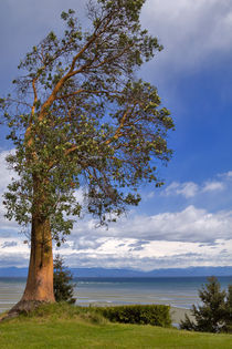 Lone Arbutus Tree von Louise Heusinkveld