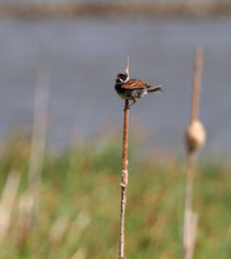 Singing His Heart Out von Louise Heusinkveld